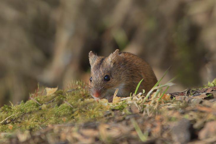 Muizen in de tuin