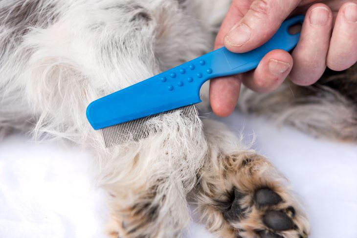Mijn hond/kat heeft vlooien