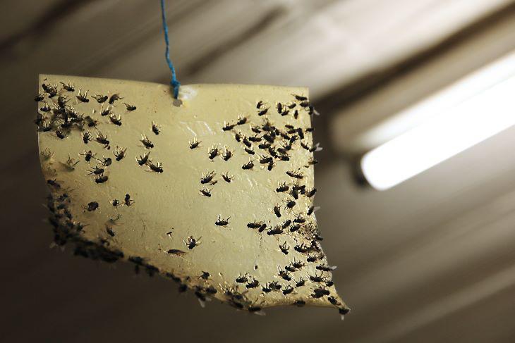 Vliegen bestrijden? Beestjes Kwijt helpt u er van af!