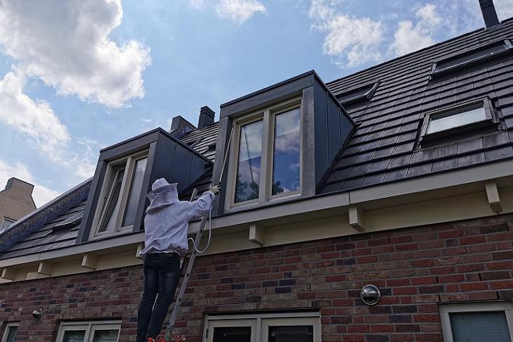 Wespenbestrijding