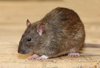 Alles over ratten