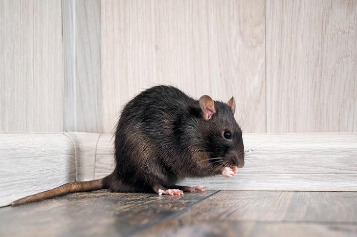 zwarte-rat
