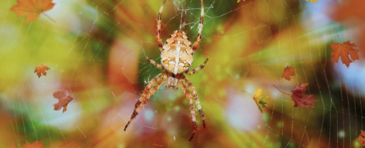 Ongedierte in de herfst: spinnen, bedwantsen & vlooien