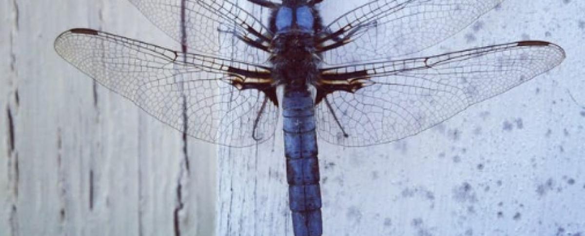 Welke insecten kunt u spotten in het najaar?