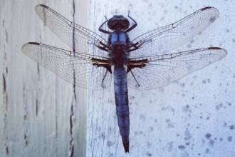 Welke insecten kunt u spotten in het najaar?