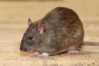 Rattenprobleem: wat te doen tegen ratten?